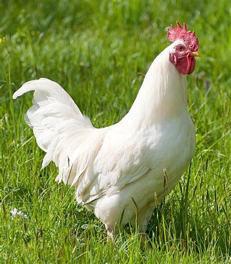 white leghorn rooster for sale near me